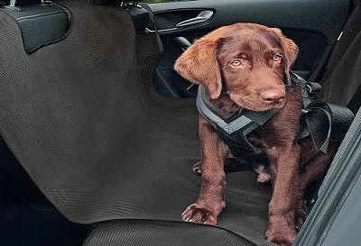 Schonbezug für Transport von Hund ALEX, XL